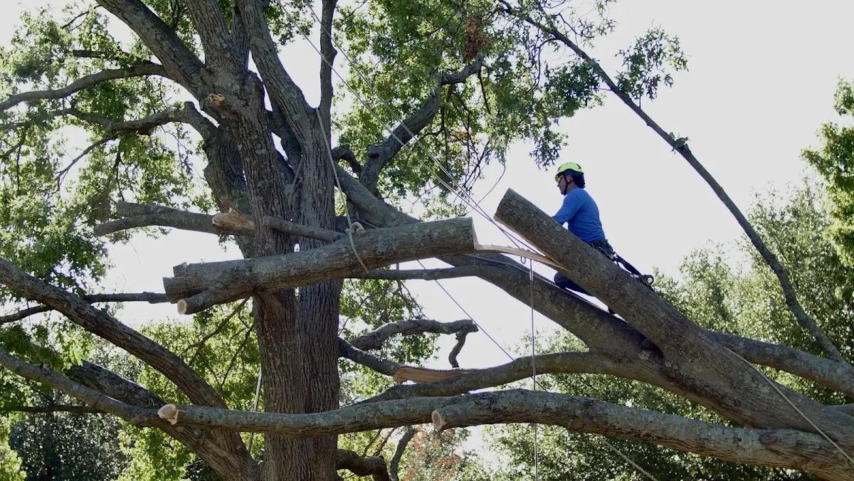 Professional Hazardous Tree Removal performed by certified arborists in New Deal