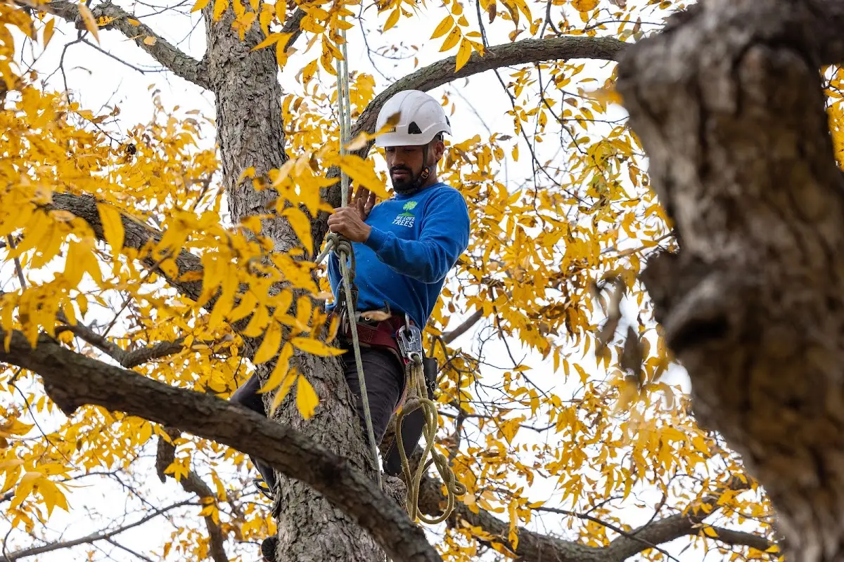 Skilled Dead Tree Removal crew working in New Deal